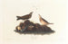 Alouette bruna - John James Audubon — vista dell’opera