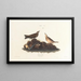 Alouette bruna - John James Audubon — quadro incorniciato alla parete