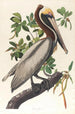 Pélican brun Pelecanus fuscus - John James Audubon — vista dell’opera