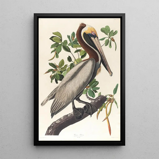 John James Audubon - Brown pelican Pelecanus fuscus.webp
