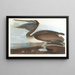 Pélican brun - John James Audubon — quadro incorniciato alla parete