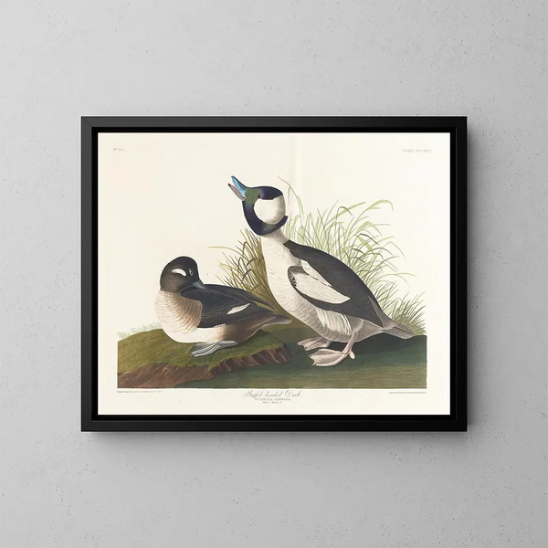 Canard a testa di buffet - John James Audubon — quadro incorniciato alla parete