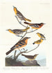 Oriole di Bullock, Oriole di Baltimora, Cardellino messicano, Tordo variato, Tordo dei ruscelli - John James Audubon — vista dell’opera