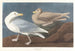 Gabbiano del borgomastro - John James Audubon — vista dell’opera