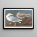 Gabbiano del borgomastro - John James Audubon — quadro incorniciato alla parete