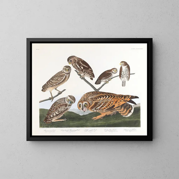 Ghiro delle tane - John James Audubon — quadro incorniciato alla parete