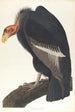 Vautour de Californie - John James Audubon — vista dell’opera