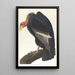 Vautour de Californie - John James Audubon — quadro incorniciato alla parete