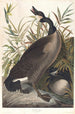 Bernache du Canada - John James Audubon — vista dell’opera