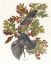 Mésangeai del Canada - John James Audubon — vista dell’opera