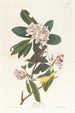 Paruline del Canada - John James Audubon — vista dell’opera