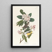 Paruline del Canada - John James Audubon — quadro incorniciato alla parete