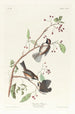 Mésange du Canada - John James Audubon — vista dell’opera