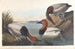 Cigno bianco sul dorso - John James Audubon — vista dell’opera