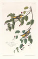 Paruline carbonée - John James Audubon — vista dell’opera