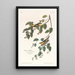 Paruline carbonée - John James Audubon — quadro incorniciato alla parete