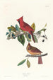 Cardinal gros-bec - John James Audubon — vista dell’opera