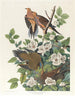 Pigeon de Caroline ou tourterelle des bois - John James Audubon — vista dell’opera