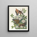 Pigeon de Caroline ou tourterelle des bois - John James Audubon — quadro incorniciato alla parete