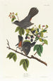 Moqueur chat - John James Audubon — vista dell’opera