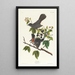 Moqueur chat - John James Audubon — quadro incorniciato alla parete