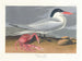 Cayenne terne - John James Audubon — vista dell’opera