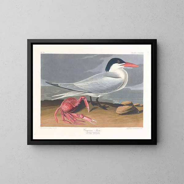 Cayenne terne - John James Audubon — quadro incorniciato alla parete