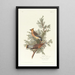 Jaseur des cèdres - John James Audubon — quadro incorniciato alla parete