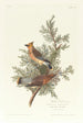 Jaseur des cèdres - John James Audubon — vista dell’opera