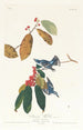 Paruline azurée - John James Audubon — vista dell’opera