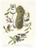 Cinciarella con schiena marrone, Cinciarella con testa nera, Cinciarella con corona marrone - John James Audubon — vista dell’opera