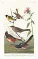 Pinson couleur castagna, Tarin à tête noire, Bruant à couronne noire, Bruant arctico - John James Audubon — vista dell’opera