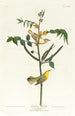 Paruline des enfants - John James Audubon — vista dell’opera