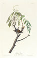 Bruant familier - John James Audubon — vista dell’opera