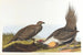 Coq des plaines - John James Audubon — vista dell’opera