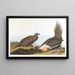 Coq des plaines - John James Audubon — quadro incorniciato alla parete