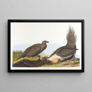 John James Audubon - Cock of the plains.webp