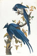 Geai di Colombie - John James Audubon — vista dell’opera