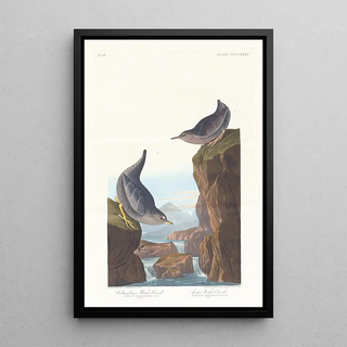 John James Audubon - Columbian water ouzel.webp