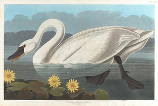 John James Audubon - Common American swan.webp