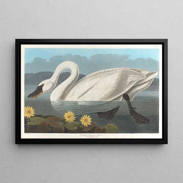 Cigno d'America - John James Audubon — quadro incorniciato alla parete