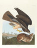 Buse variabile - John James Audubon — vista dell’opera