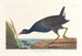 Gallinule poule-d'eau maschio adulto - John James Audubon — vista dell’opera