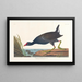 Gallinule poule-d'eau maschio adulto - John James Audubon — quadro incorniciato alla parete