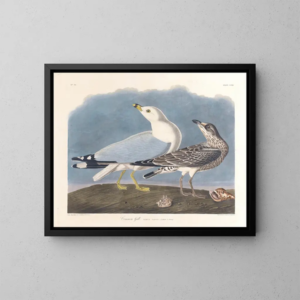 Gabbiano cenere - John James Audubon — quadro incorniciato alla parete