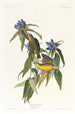 Paruline del Connecticut - John James Audubon — vista dell’opera