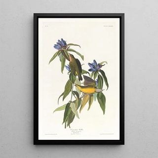 John James Audubon - Connecticut warbler.webp