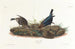 Vacher - John James Audubon — vista dell’opera