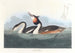 Grèbe huppé - John James Audubon — vista dell’opera