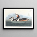 Grèbe huppé - John James Audubon — quadro incorniciato alla parete